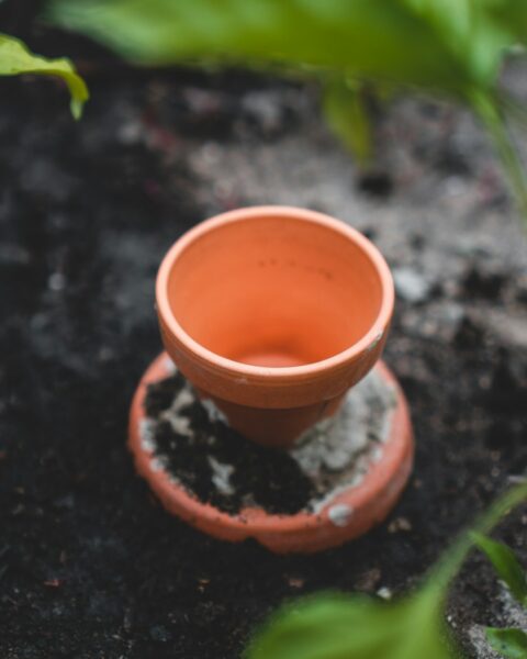 A plant in a pot.