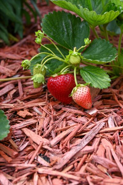 Strawberries growing in the ground.