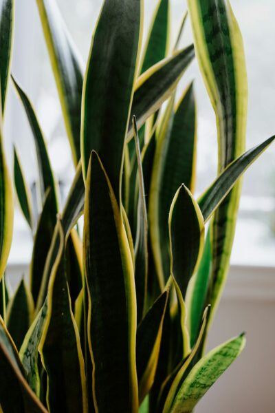 healthy snake plant