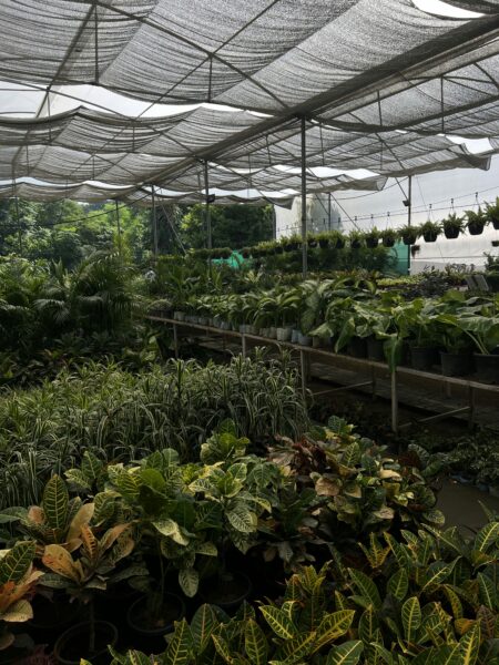 A greenhouse with plants