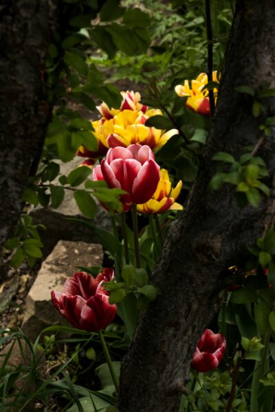 tulip poplar bark photo