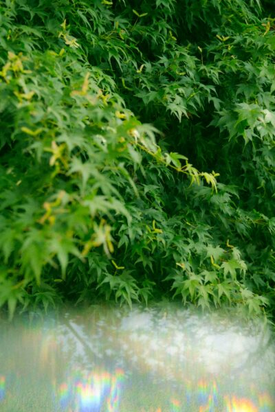 A blurry image of a tree with green leaves by Ashe Walker