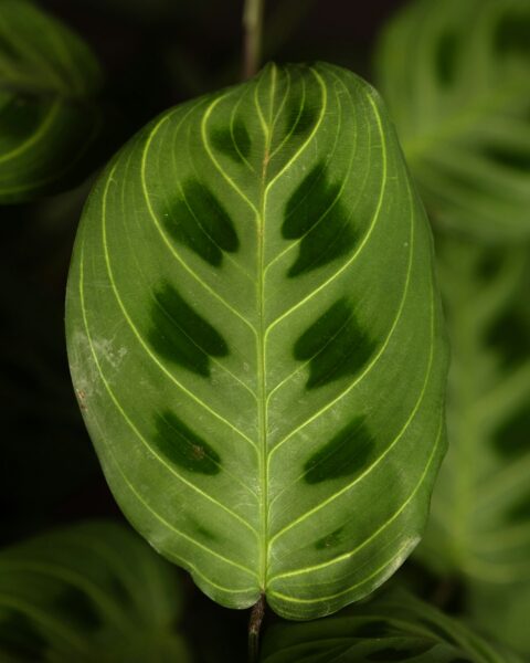 plant leaves curling photo