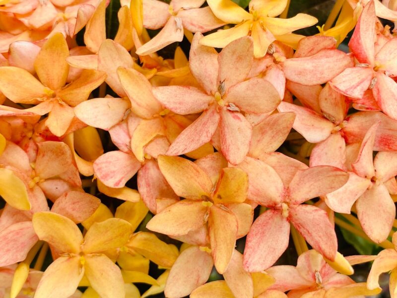 yellow leaves on hibiscus photo