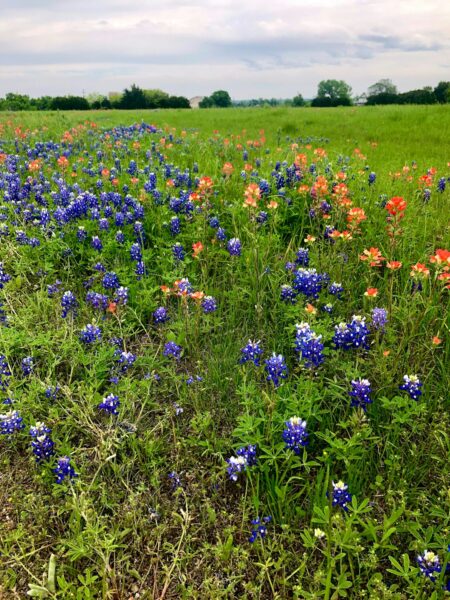 A field full of blue and red flowers in Texas.