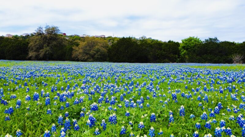 Bluebonnets in Texas, a field full of blue and white flowers.