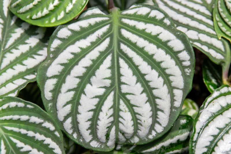 A close-up of a green and white plant