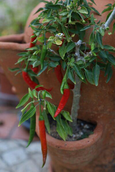 A potted plant with red peppers growing out of it.