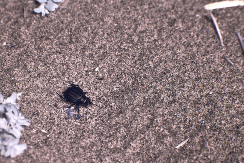 A dark beetle crawls on sandy ground.