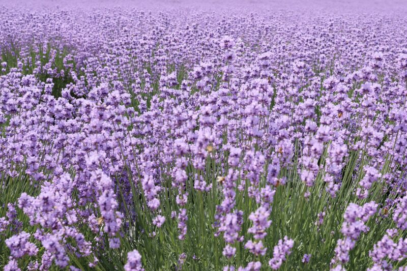 Lavender field blooming in shades of purple.