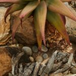 Why Your Aloe Plant Is Turning Brown: Causes and Solutions
