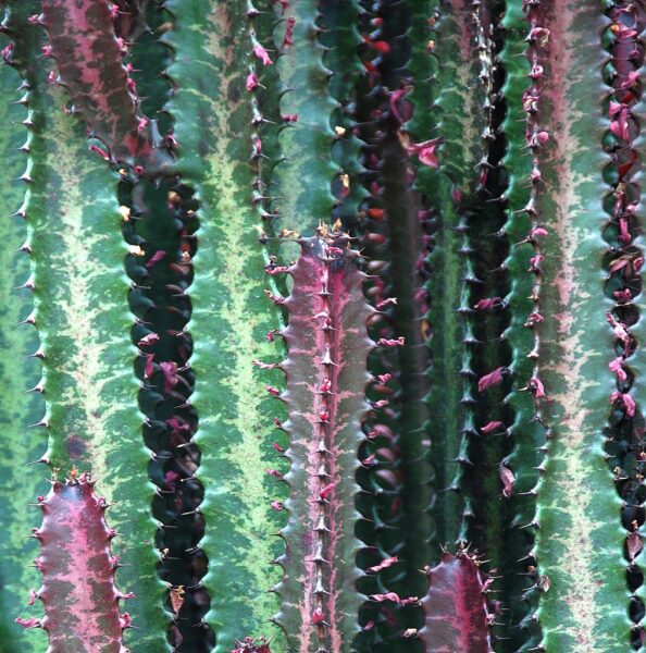You Can Suffer from Prickly Heat at RHS Wisley
