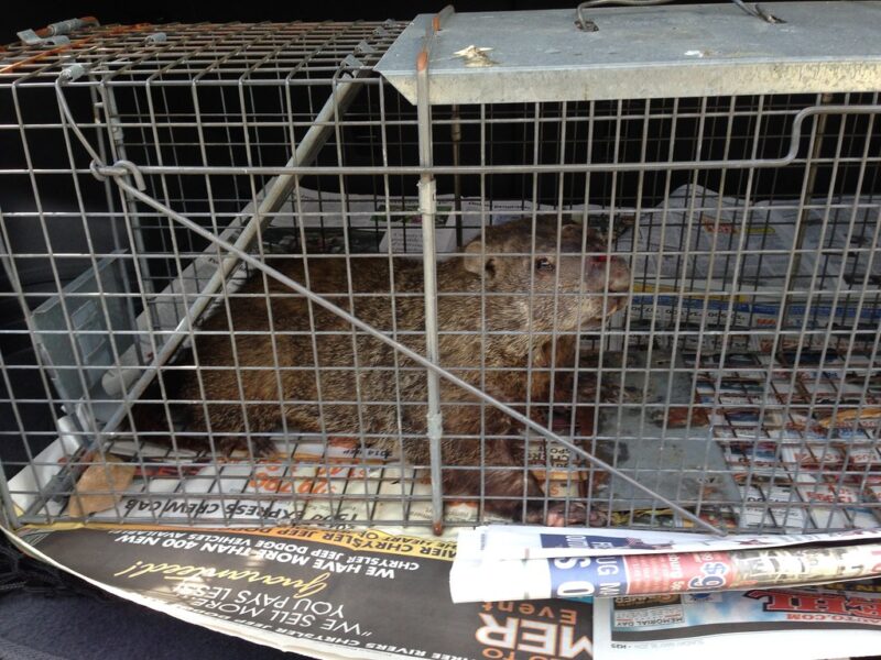Captured! A groundhog caught in action, beautifully illustrating the intricate details of nature and wildlife interactions.