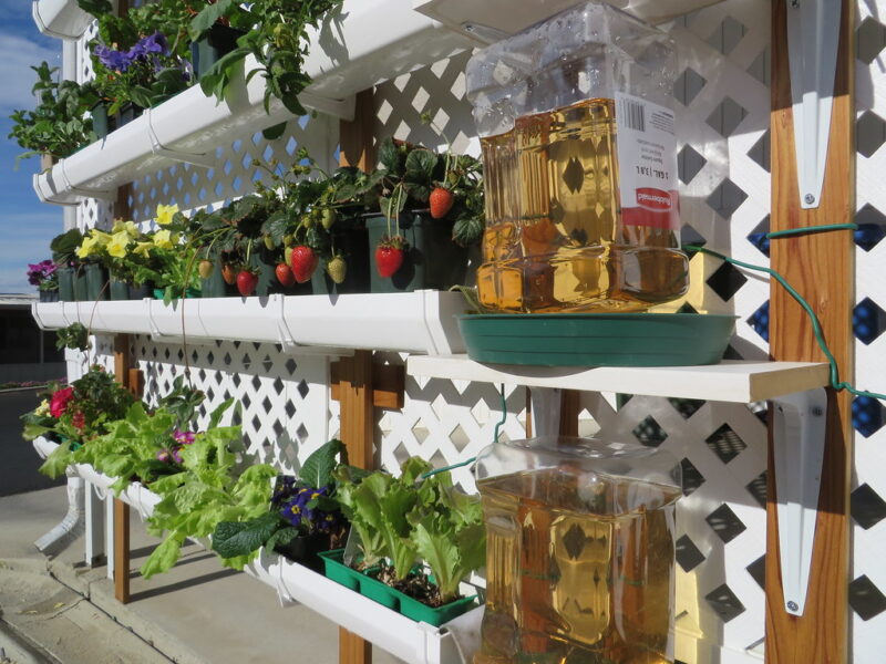Gutter Garden - Strawberries, Greens, Flowers