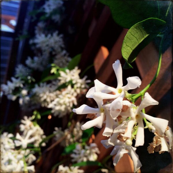 star jasmine on trellis