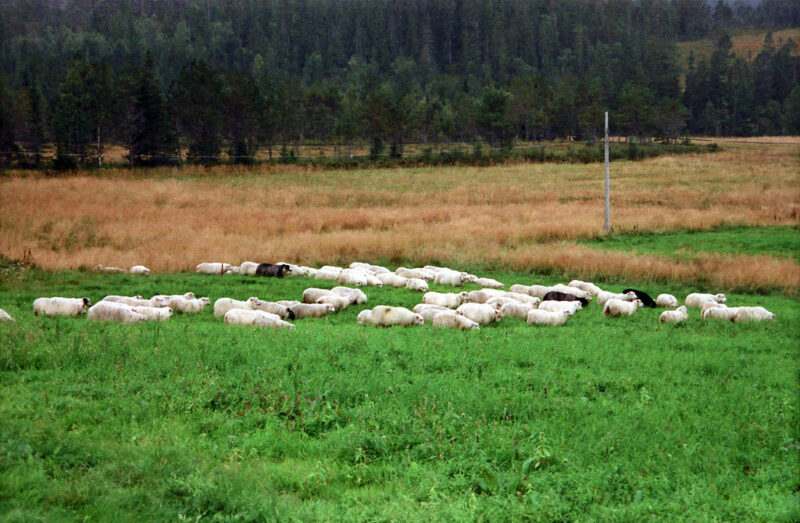 On rich pastures at home, featuring sheep grazing.