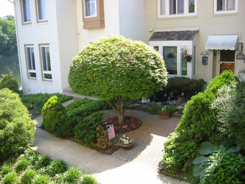Pruned Japanese Maple in Neighbor's yard.