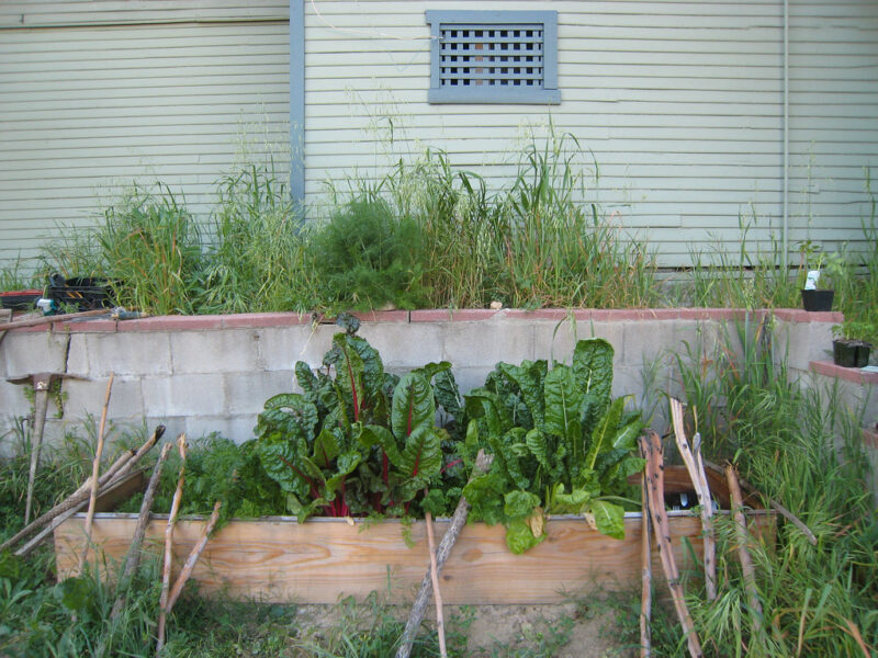 Raised-Bed Garden with Organic Tomatoes