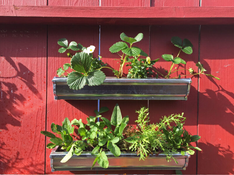 Gutter Garden