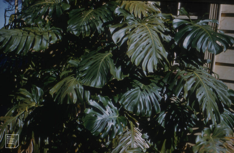 Monstera deliciosa Fruit salad tree. Little Barrier Island, NZ