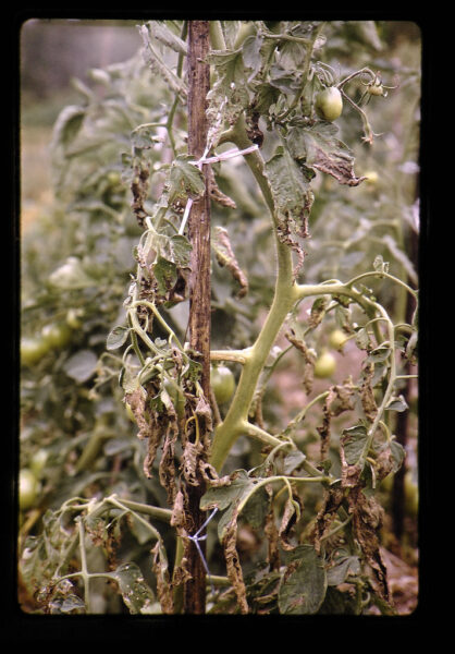 Tomato Wilt