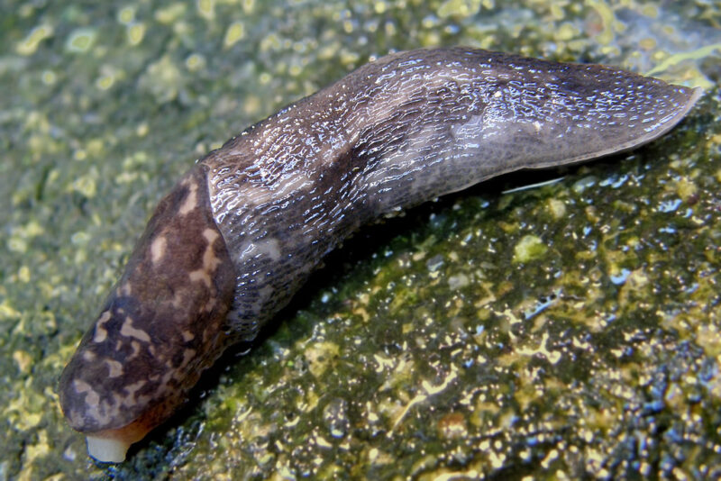 Dying slug, infested with mites