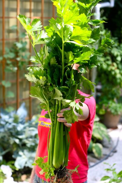 Homegrown Celery grown organically, shown in a vibrant garden setting.