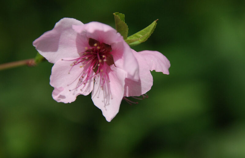 Peachy Keen blossom with pink flowers