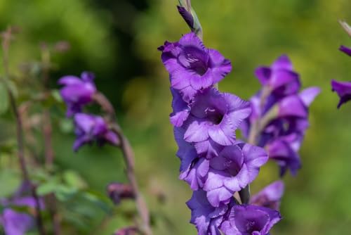 Purple Flora Gladiolus Bulbs