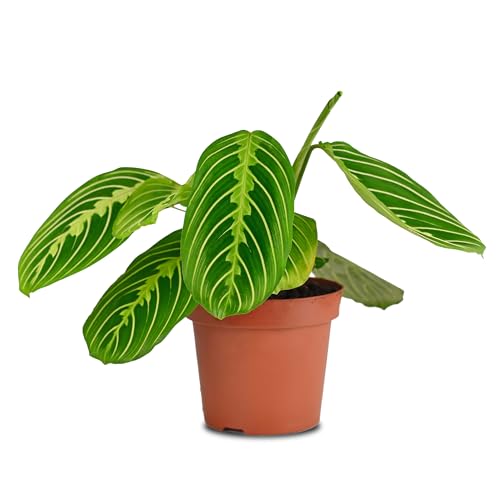 California Tropicals Lemon Lime Prayer Plant