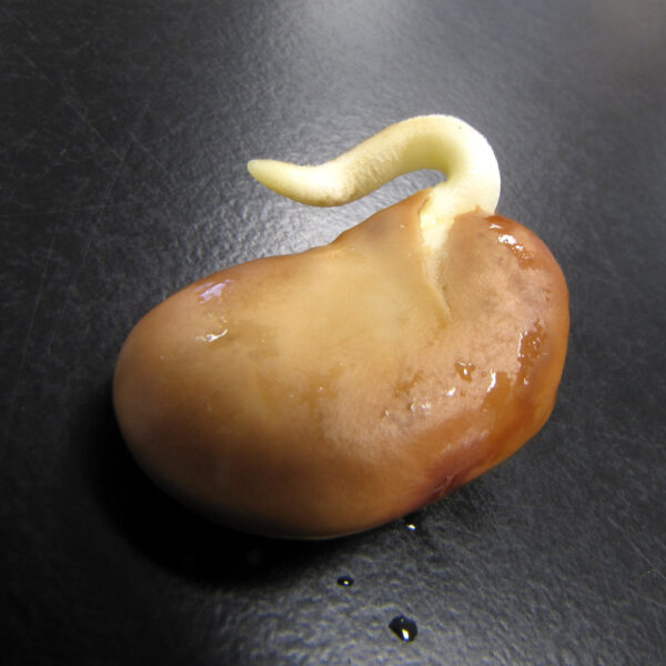 Fava Germination