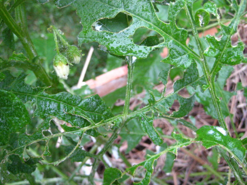 Slug infested potato still fighting