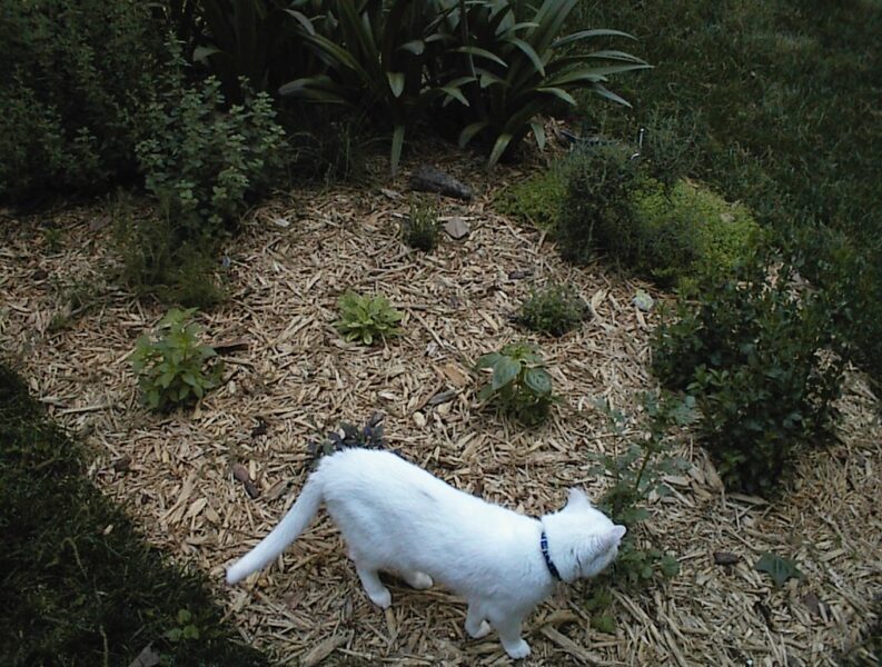 Herb garden with cilantro