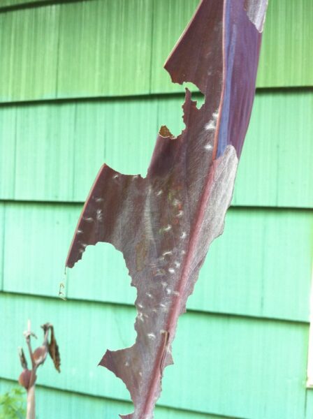 Canna damage caused by leafroller insect.