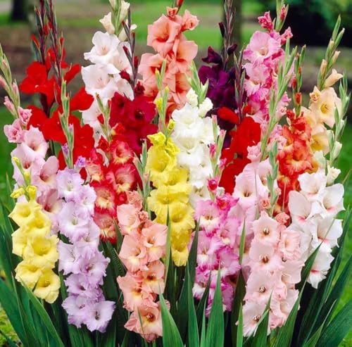 Gladiolus Bulbs Mixed Variety 20 Bulbs
