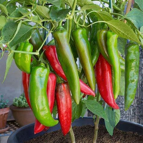 Anaheim Chile Hot Pepper Seeds