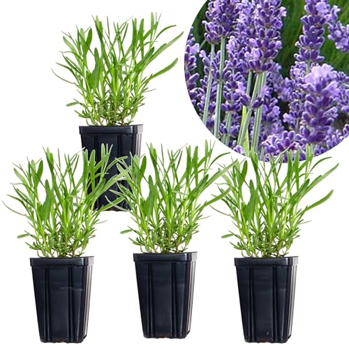 Set of 4 French Lavender Provence Live Herb Plants