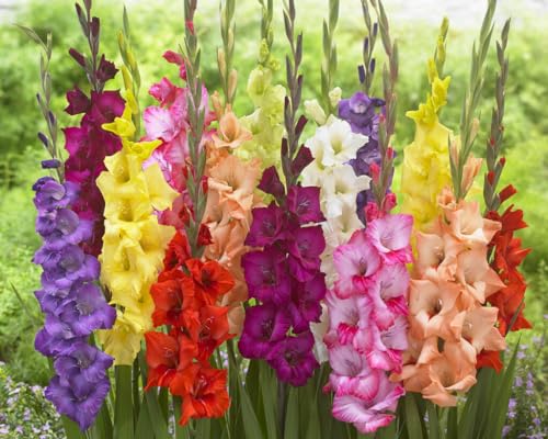 4 Gladiolus Bulbs, Mixed Colors
