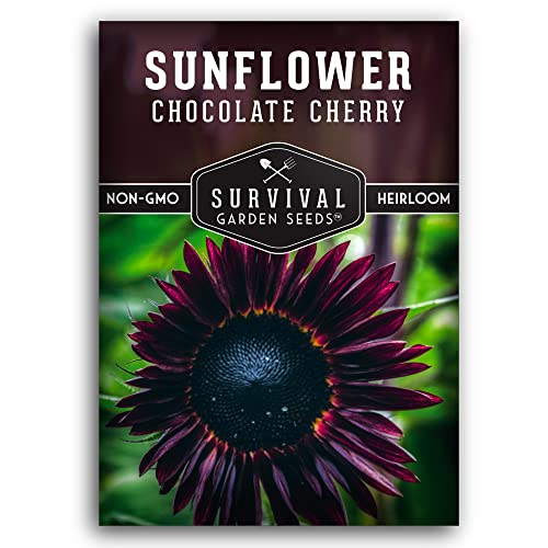 Chocolate Cherry Sunflower Seeds for Planting