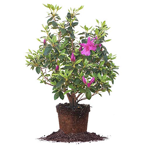 Formosa Azalea Live Plant
