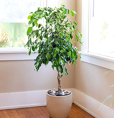 Seeds Ficus Benjamina Bonsai