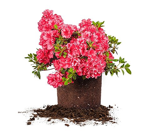 Red Ruffles Azalea