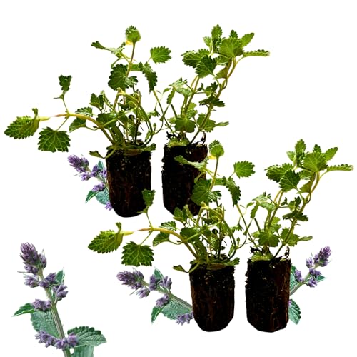 Live Catmint Plants