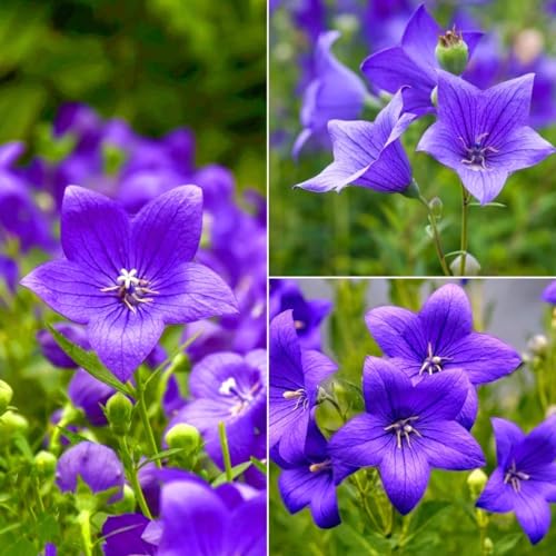 1000 Seed Balloon Flower