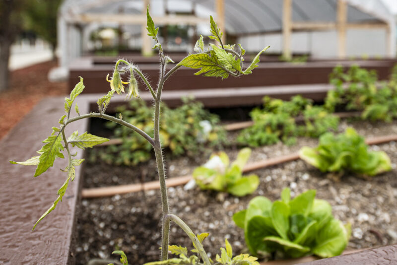 USDA Organic Garden Project in California