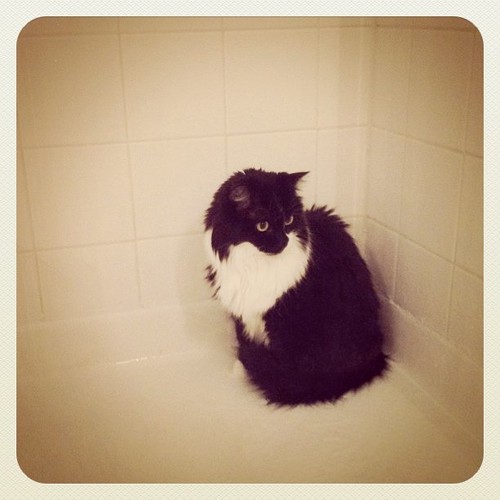 A cat sitting in a wet shower.