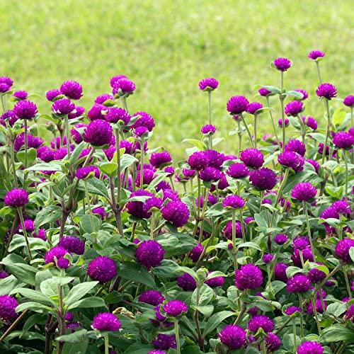 2000 Purple Globe Amaranth Seeds (Gomphrena)