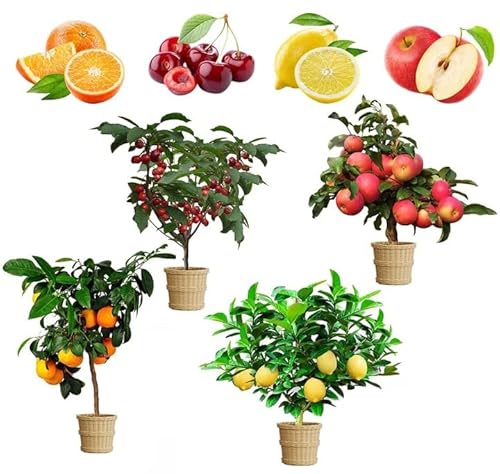 Mix Dwarf Bonsai Fruit Tree Seeds