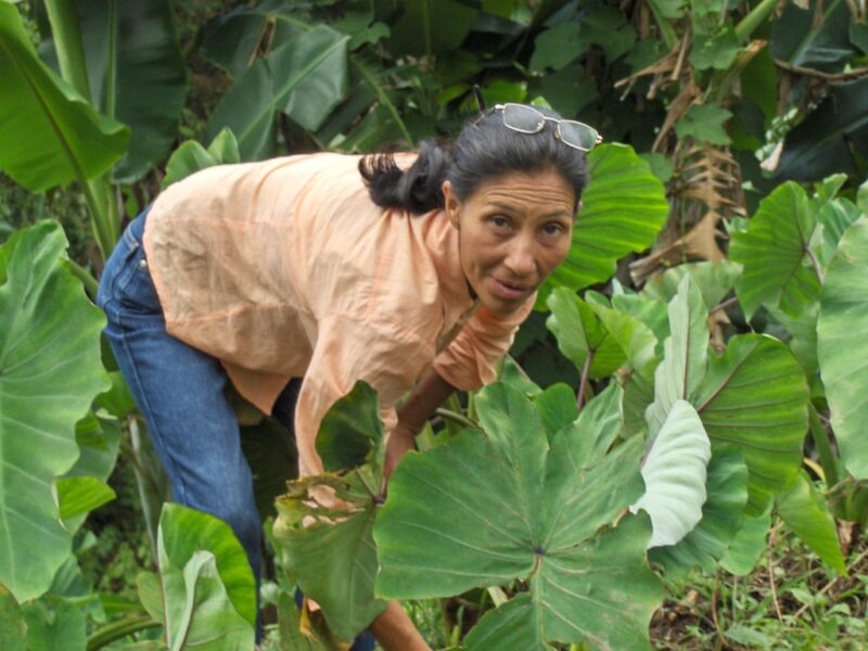 Nicaragua Malanga Farming