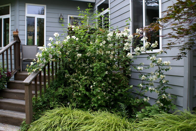Small deck west-side